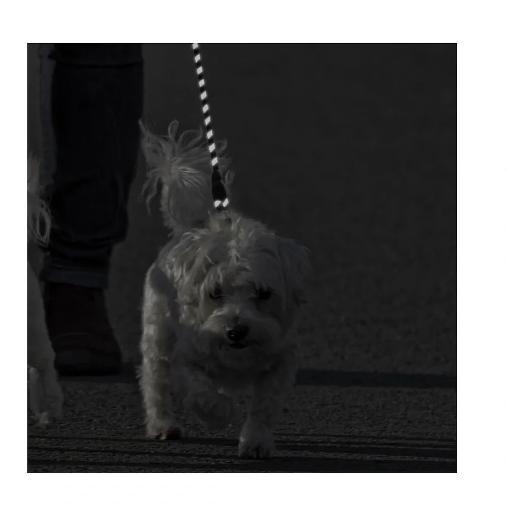 Reflective Dog Collar and Leash Set, Adjustable Collar and 5 FEET Dog Leash